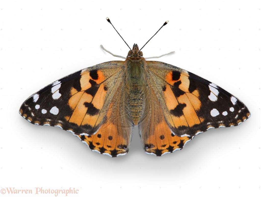 Painted Lady Butterfly (Cynthia cardui)