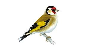 bird goldfinch