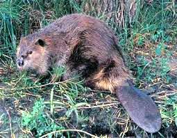 nature beaver